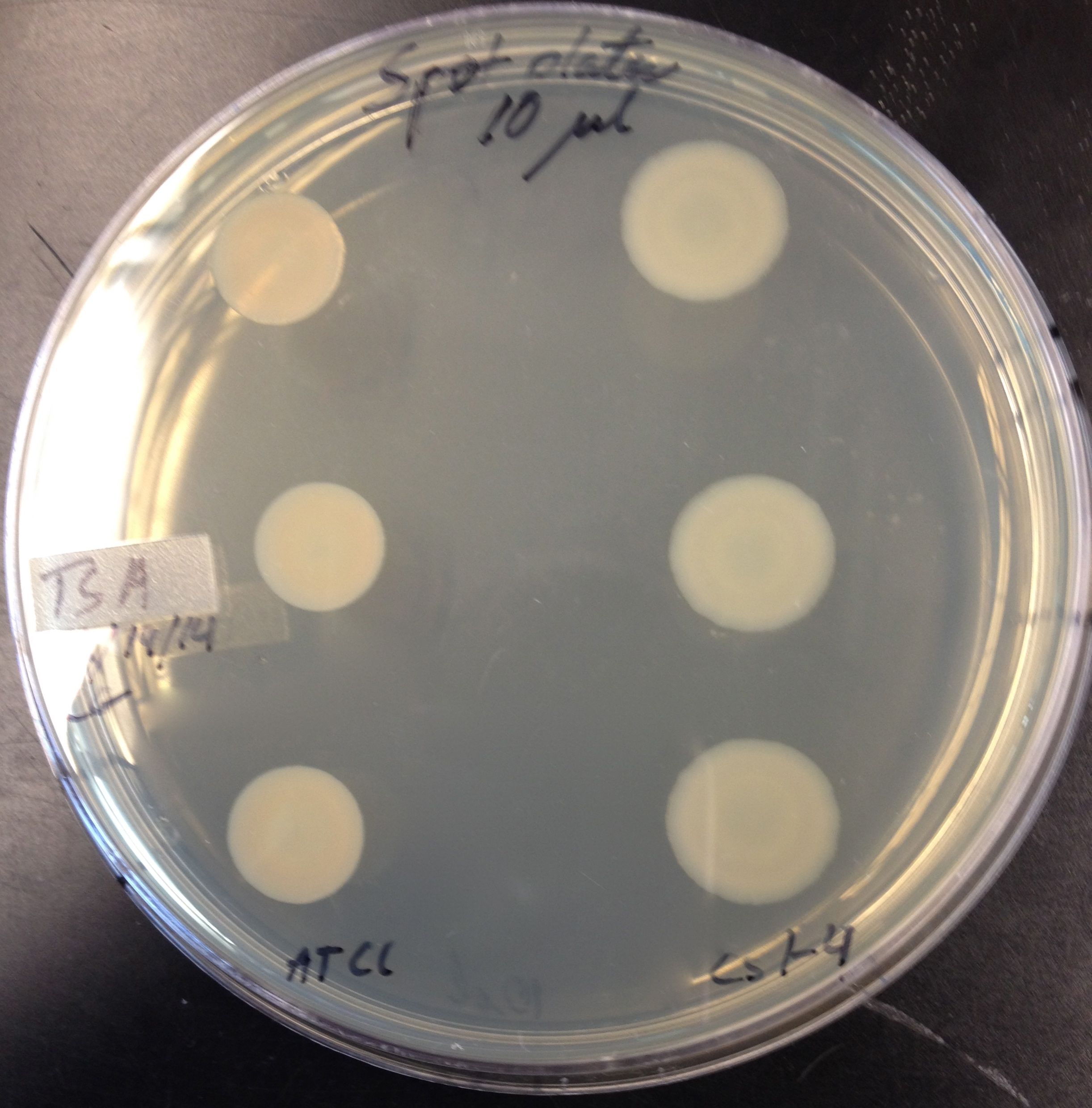 Laboratory spot plate with Delftia colonies